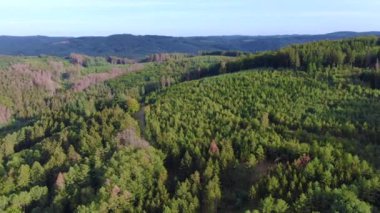 Çam ormanının havadan görünüşü