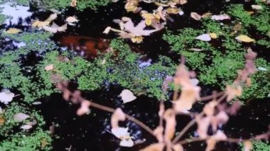 Küçük gölde yüzen kırmızı balıklar 