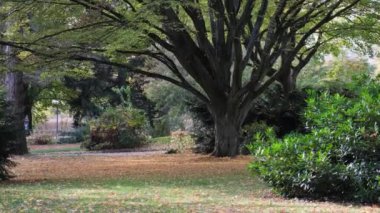 Renkli sonbahar Park