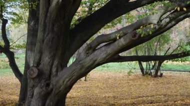Renkli sonbahar Park