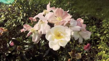 Bahçede çiçek açan güller