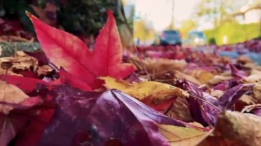 Sokakta renkli sonbahar yaprakları