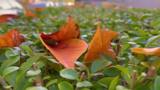 秋天落叶在街上 — 图库视频影像