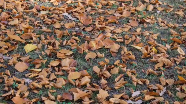 Fallen Autumn Leaves Street — Stock Video