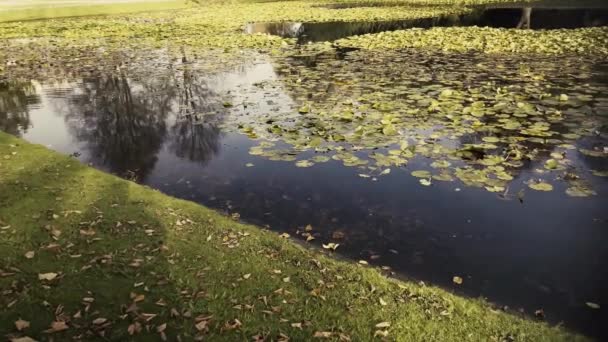 公園内の睡蓮池 — ストック動画