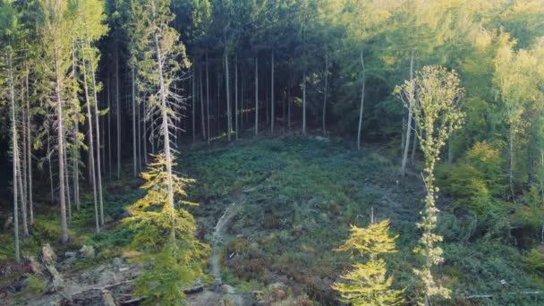 Luftaufnahme Des Kiefernwaldes — Stockvideo