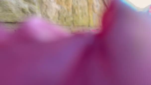 Πολύχρωμα Φύλλα Του Φθινοπώρου — Αρχείο Βίντεο