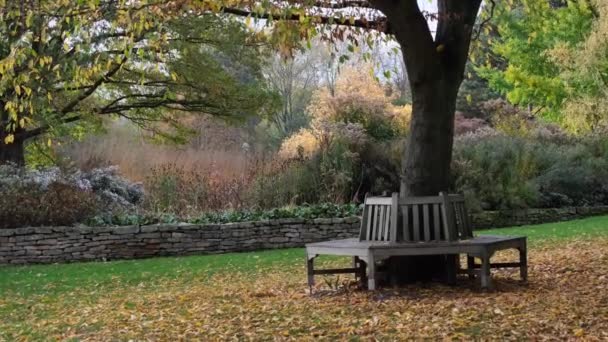 Jesienią Drzew Parku — Wideo stockowe