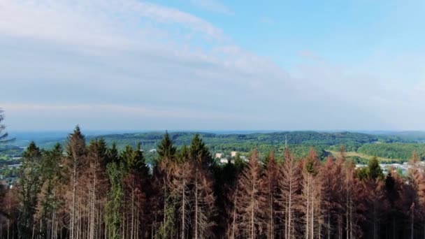 Aerial View Pine Forest — Stock Video