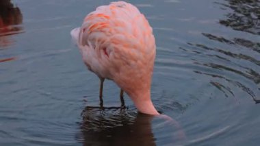 Pembe flamingo suda yürüyor