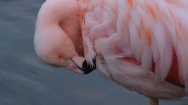 Pembe flamingo suda yürüyor