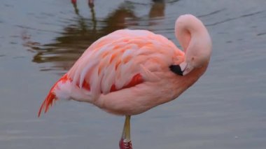 Pembe flamingo suda yürüyor