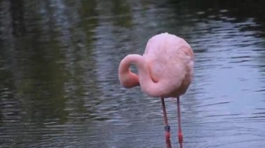 Pembe flamingo suda yürüyor