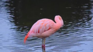 Pembe flamingo suda yürüyor