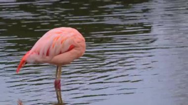 Pembe flamingo suda yürüyor