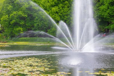 Nilüferli yerel çeşme, nilüfer çiçeği yavaş çekimde