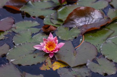 Nilüfer çiçeği, yeşil yapraklı nilüfer.