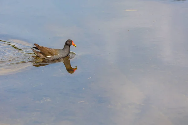 Oiseau Foulque Américaine Nageant Dans Lac Parc Local — Photo