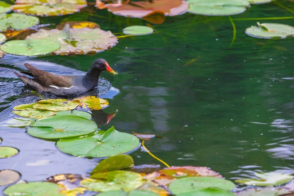 Pássaro Coot Americano Nadando Lago Com Lírio Água Lótus — Fotografia de Stock