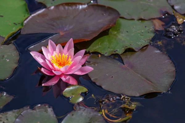 Blüte Seerose Lotus Mit Grünen Blättern Teich Örtlichen Park — Stockfoto