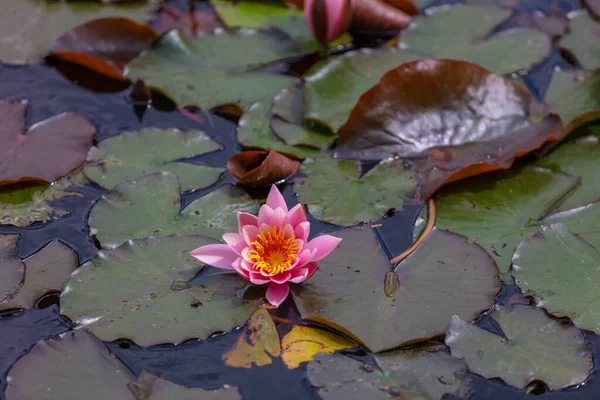 Квітуча Водяна Лілія Лотос Зеленим Листям Ставку Місцевому Парку — стокове фото