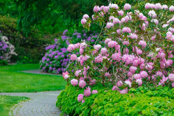 Florecen Flores Frescas Primavera Jardín Del Parque Local —  Fotos de Stock
