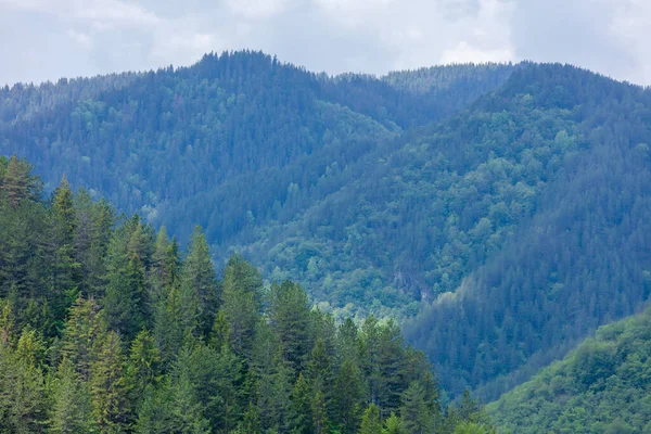 Paesaggio Naturale Con Vista Sulla Foresta Sulle Montagne — Foto Stock