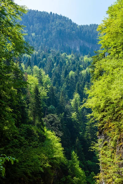 森林与山景自然景观 — 图库照片