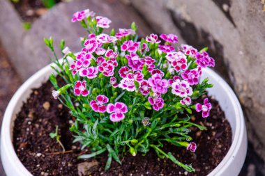 Bahar zamanı saksıda renkli çiçekler açar.