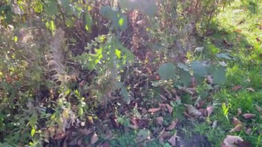 Bahçe parkında güneşli bir gün Sonbahar sabahı