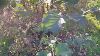 Bahçe parkında güneşli bir gün Sonbahar sabahı