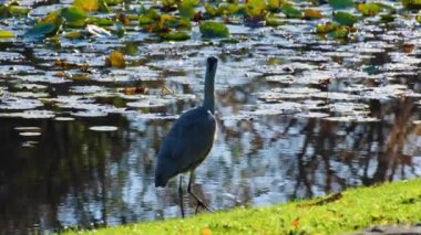 Büyük gri balıkçıl gölde balık avlıyor.