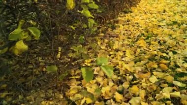  Bahçe parkında güneşli bir gün Sonbahar sabahı