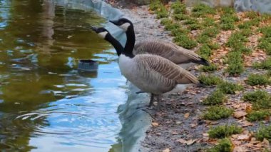 Parktaki göletten su içen yabani kaz
