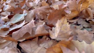 Sokakta düşen sonbahar yaprakları