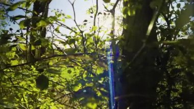 Bahçe parkında güneşli bir gün Sonbahar sabahı