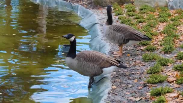 Wild Goose Drinking Water Pond Park — Stock Video