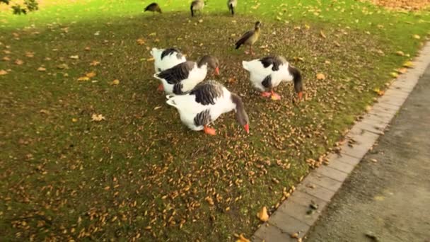 Día Soleado Parque Del Jardín Mañana Otoño Patos Salvajes — Vídeos de Stock