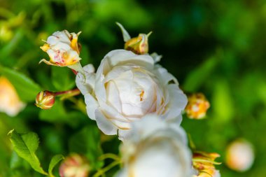 Yerel parktaki bahçede taze bahar çiçekleri.