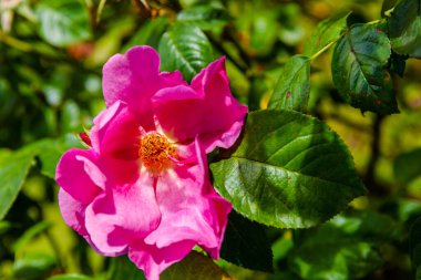 Yerel parktaki bahçede taze bahar çiçekleri.