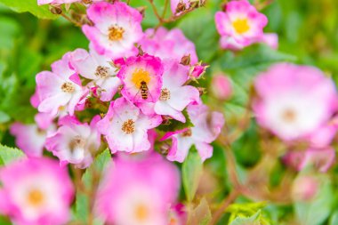 Yerel parktaki bahçede taze bahar çiçekleri.