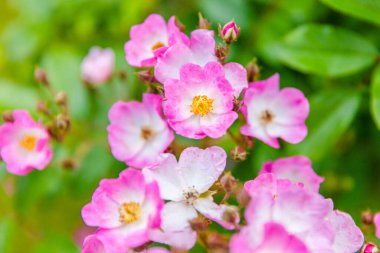 Yerel parktaki bahçede taze bahar çiçekleri.