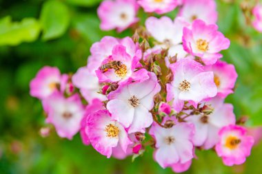 Yerel parktaki bahçede taze bahar çiçekleri.