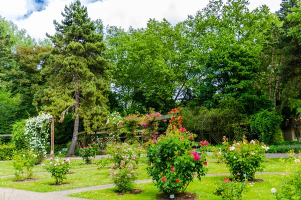Цветение Свежих Весенних Цветов Саду Местного Парка — стоковое фото