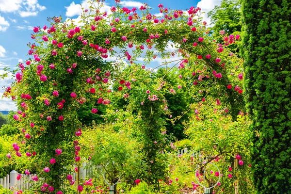 Цветение Свежих Весенних Цветов Саду Местного Парка — стоковое фото