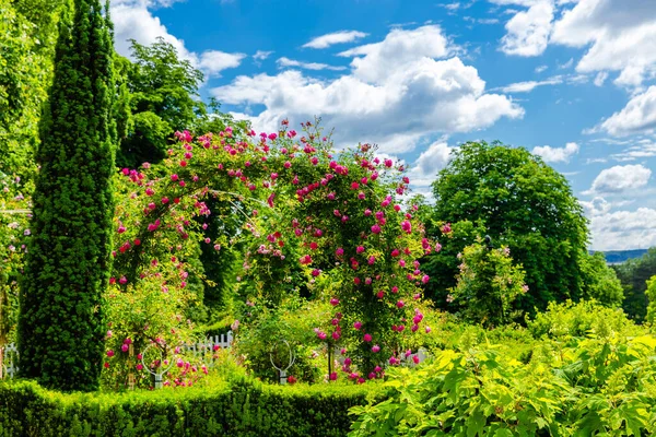 Yerel Parktaki Bahçede Taze Bahar Çiçekleri — Stok fotoğraf