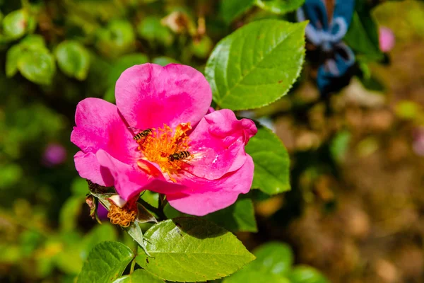 Ανθίζουν Φρέσκα Ανοιξιάτικα Λουλούδια Στον Κήπο Στο Τοπικό Πάρκο — Φωτογραφία Αρχείου
