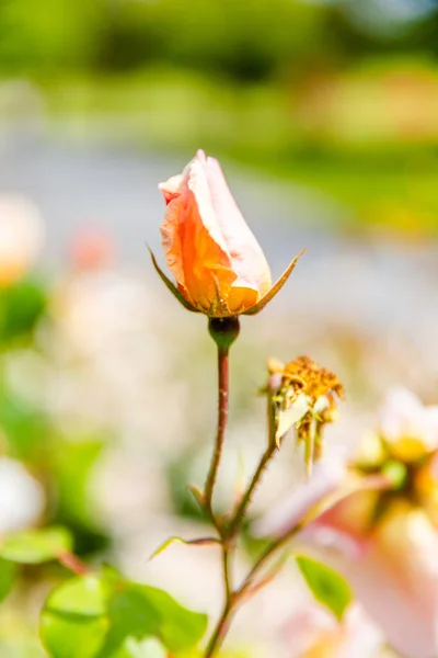 Flores Rosas Flor Jardim Parque Verde — Fotografia de Stock