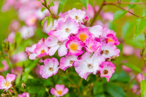 Kwitną Świeże Wiosenne Kwiaty Ogrodzie Miejscowym Parku — Zdjęcie stockowe