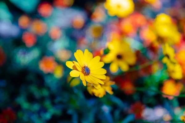 Blühen Frische Frühlingsblumen Garten Örtlichen Park — Stockfoto